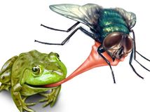 Frog catching bug with a sticky tongue shooting
out as a nature concept of the natural cycle of life where a green amphibian
eats a fly insect for survival on a white background.