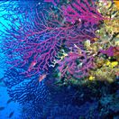 Koraly vejarovniky FOTO Lorenzo Merotto