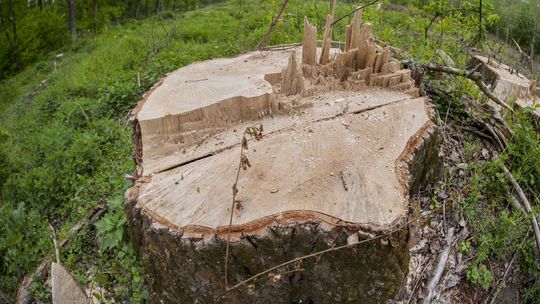 V Pčolinom vyrúbali bez povolenia takmer 150 stromov, polícia vedie v prípade trestné stíhanie