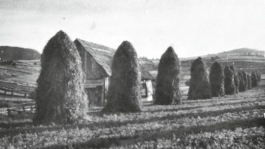 Sušenie sena na stohoch. 