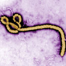 Guinea epidémie ebola