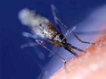 Malária / Komár / Anopheles gambiae /