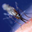 Malária / Komár / Anopheles gambiae /