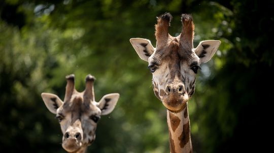 Za dverami ZOO: Prečo na svete nenájdete dve rovnaké žirafy?