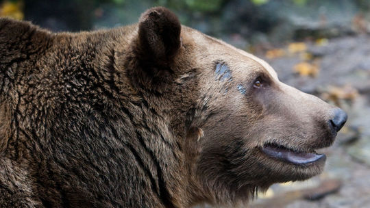 Muž napadnutý medveďom: Zúrivo sme zápasili, musel som vystreliť