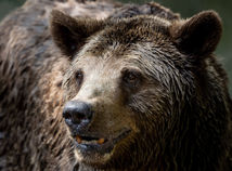 medveď, ZOO, seriál