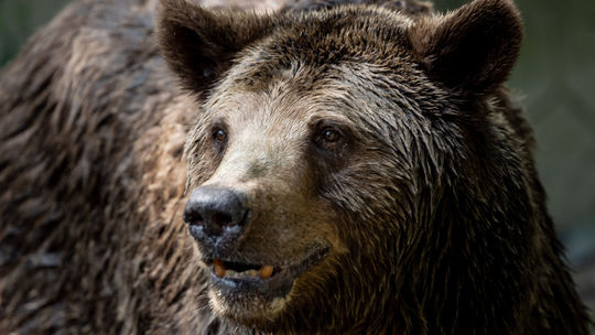 Vo Veľkej Lomnici pobehuje medvedica s mladými. Obec varuje na zvýšenú opatrnosť  