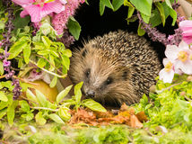 Hedgehog, a very pretty wild, native, European hedgehog surrounded by pink flowers and green foliage. A delightful summer scene. The hedgehog is looking forward. Landscape. Horizontal.