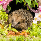 Hedgehog, a very pretty wild, native, European hedgehog surrounded by pink flowers and green foliage.  A delightful summer scene.  The hedgehog is looking forward.  Landscape. Horizontal.