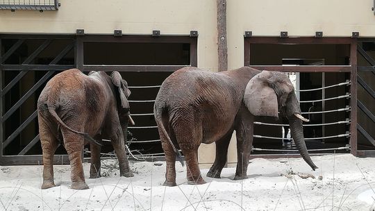 Populárne slonice si zvykajú na moderný pavilón, otvorený je už aj pre verejnosť