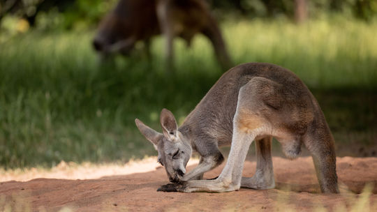 Za dverami ZOO: Prečo by kengury vyhrali súťaž v plávaní?
