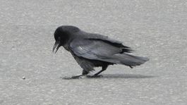 Vrana čierna