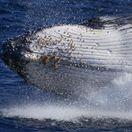 Austrália, veľryba, more, vráskavec dlhoplutvý