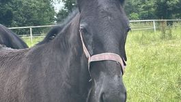 starokladrubský čierny kôň