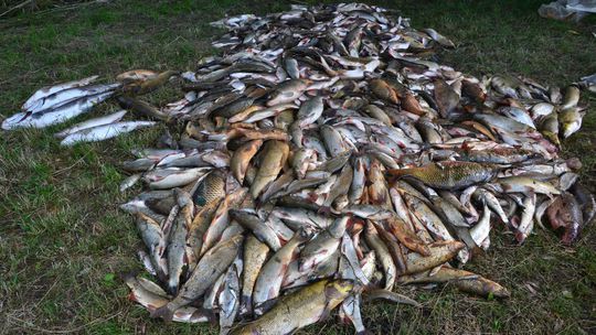Na juhu Moravy uhynuli tony rýb, pre horúčavy im chýbal kyslík