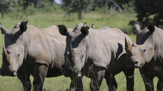 Pytliaci zabili v Juhoafrickej republike počas prvých šiestich mesiacov tohto roka najmenej 249 nosorožcov