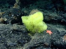 spongebob