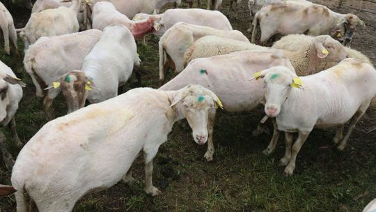 Dva razy do roka ostrihané donaha. 