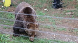 K ohradníku sa medveď nepriblížil.