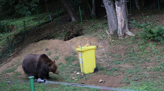 Obce môžu získať dotáciu na ochranu kontajnerových stojísk pred medveďom