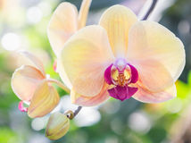 orchidea