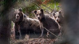 Medvede na svojich potulkách stretáva Viera...