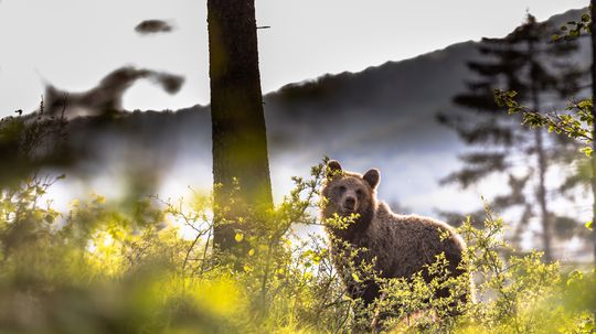 Viera Duchoňová vyráža do prírody vždy s...