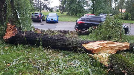 Vietor poškodil v Košiciach desiatky stromov