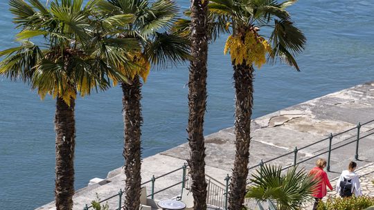 Turisti kráčajú okolo paliem v obľúbenom...