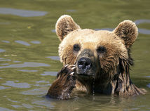 Kosovo medvede rezervácia príroda zaujímavosti