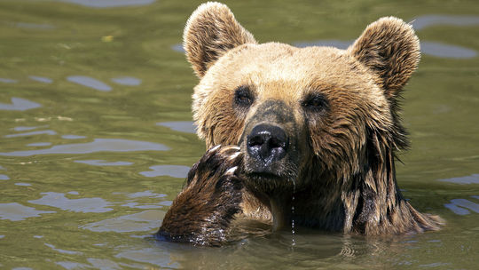 Zásahový tím usmrtil už desať medveďov