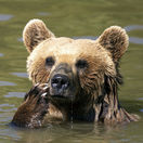 Kosovo medvede rezervácia príroda zaujímavosti