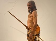 BOLZANO, ITALY - APRIL 27, 2016: Reproduction of Oetzi the Similaun Man in the South Tyrol Museum of Archaeology in Bolzano, South Tyrol, Italy