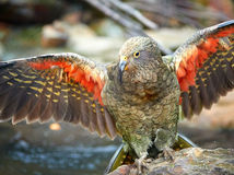 Flying alpine parrot, Kea, Nestor notabilis, protected olive-green parrot with scarlet underwings. Bird endemic to South Island, New Zealand.