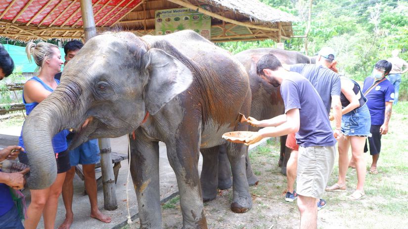Slonia svätyňa na Phukete.