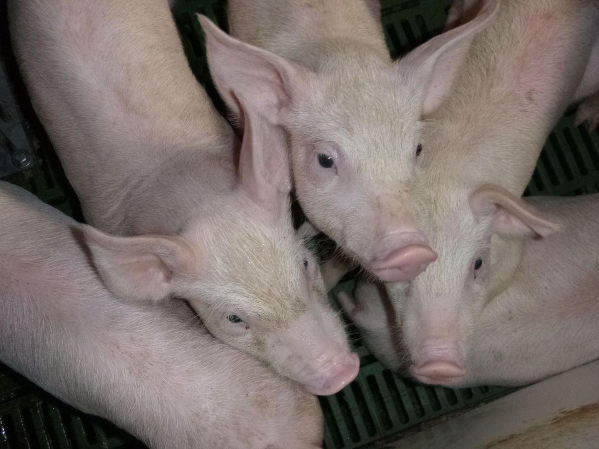 Farma pred explóziou moru.