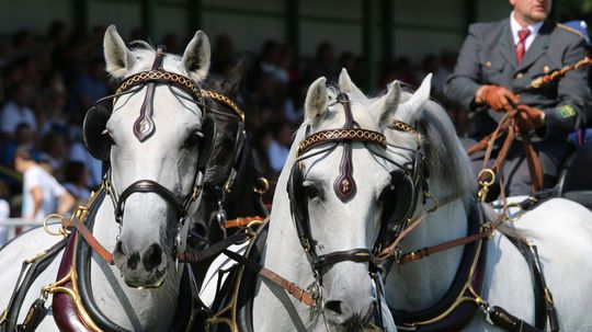 Lipicany z rakúskeho Piberu.
