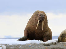 Walrus Odobenus rosmarus rosmarus in Svalbard