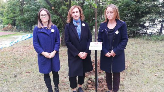 Lipa ako spomienka na obete choroby COVID-19....