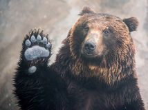 japan bear in Hokkaido just say hi everyone and show one  hand 