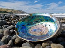seashell small