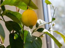 citrónovník