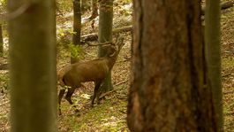 Peak of the deer rut.