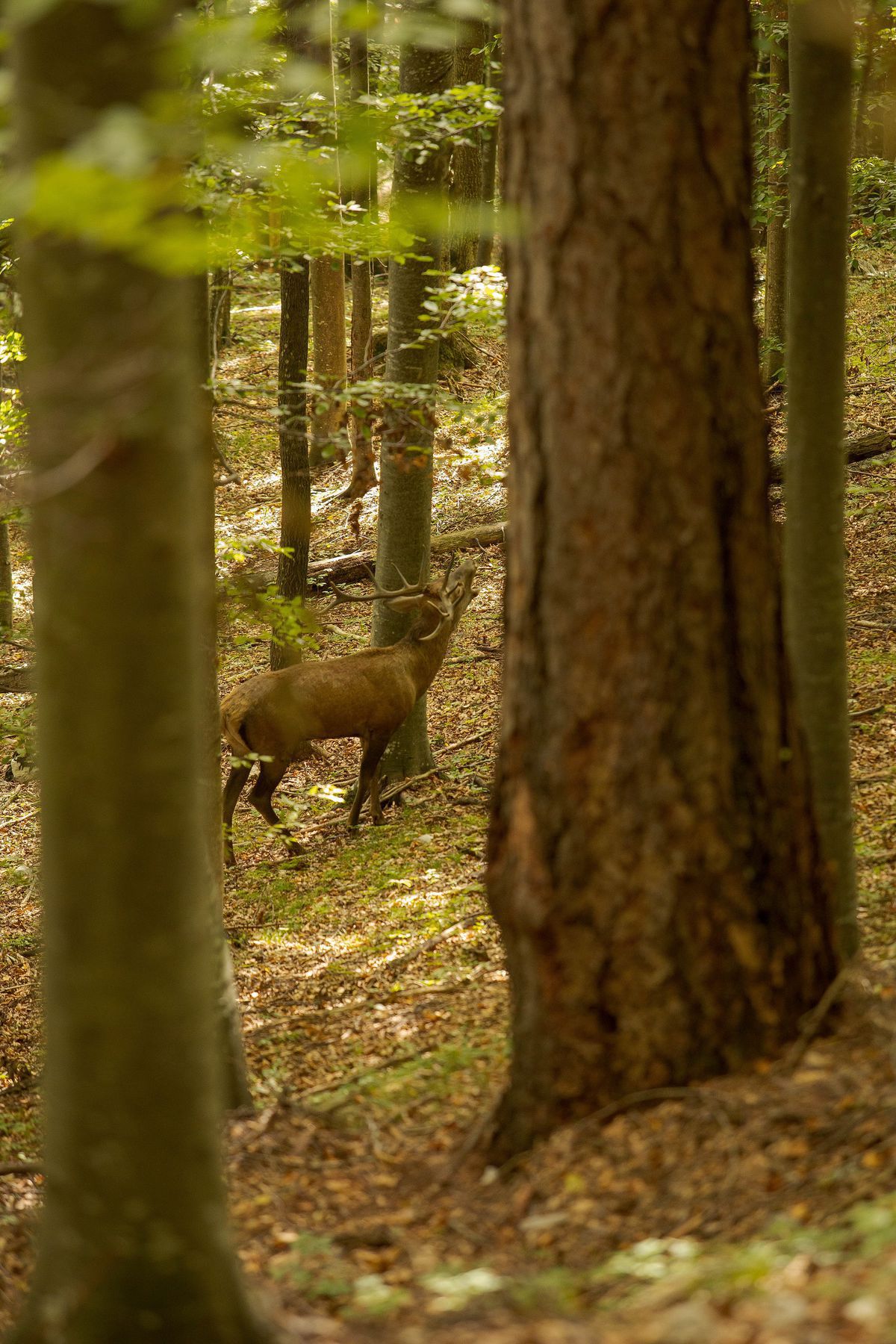Vrcholí jelenia ruja.