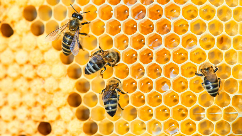včely, medové plásty, med