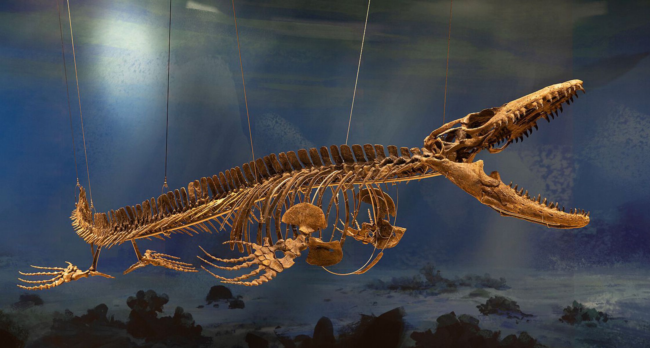 Vystavená kostra patrí mosasaurovi.