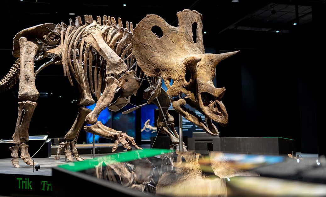 Na výstave môžete vidieť aj kostru triceratopsa.