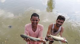 India, ryby
