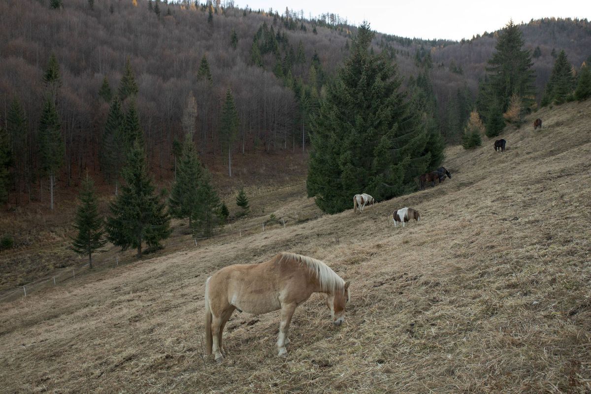 Pastva furmanských koní na Kopanci.