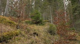 Slovenský raj, les po ťažbe